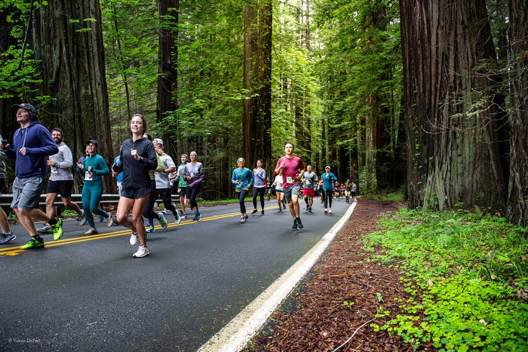 مسیر درختان عظیم (Avenue of the Giants)